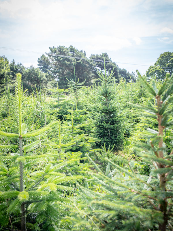 Christmas Trees Available | - The Hollies Farm Shop